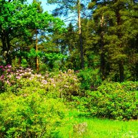 Рододендрарий ботанического сада. :: Aida10 Рододендрарий ботанического сада. :: Aida10