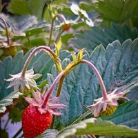 Земляника садовая. :: Светлана Кузнецова