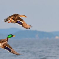 Полёт :: Светлана