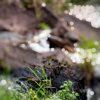 Карелия :: Тамара Вебер