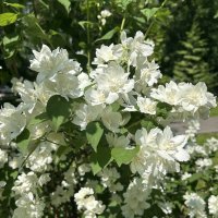 Чубушник :: Oleg4618 Шутченко