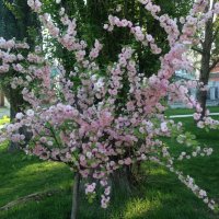 Цвеиение :: Анна Камс