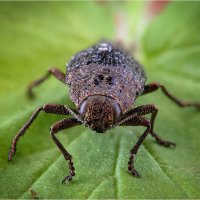 Dicerca... :: Алексей Мезенцев Dicerca... :: Алексей Мезенцев