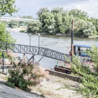 Куст на оживлённой тираспольской набережной :: Коля Лукашов