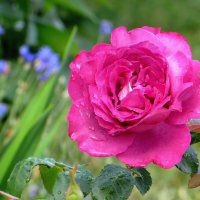 После летнего дождя :: Татьяна Смоляниченко