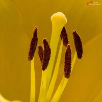 Бутон :: Андрей Пристяжнюк