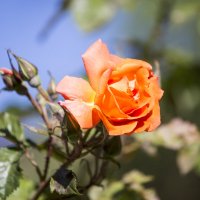 Лето :: Светлана Тихонина Лето :: Светлана Тихонина