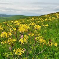 Рододендрон жёлтый :: Tata Wolf Рододендрон жёлтый :: Tata Wolf