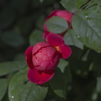 Лето :: Светлана Тихонина