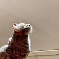 Тим Тимыч :: Яна Горбунова