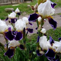 Цветы под окном :: Антонина Гугаева