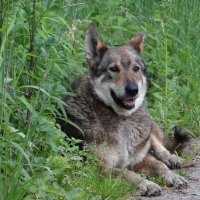 Устал.. :: Антонина Гугаева