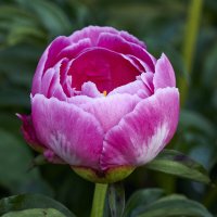 Пион розовидный :: Минихан Сафин