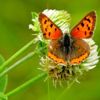 опять про бабочек 44 :: Александр Прокудин опять про бабочек 44 :: Александр Прокудин