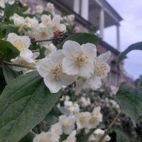 Чубушник :: Сапсан 