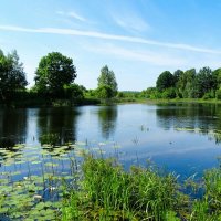 Природа Смоленщины в июне. :: Милешкин Владимир Алексеевич Природа Смоленщины в июне. :: Милешкин Владимир Алексеевич