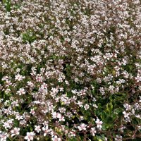 Лето, ах, лето... :: Veera V