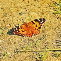 Июль...На песчаном берегу реки- бабочка! :: Владимир 