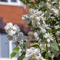 Цветёт чубушник :: Валерий Иванович