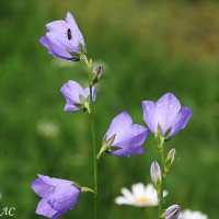 После дождя :: Любовь Сахарова