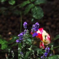 Люпин :: Юрий Гайворонскiий