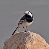 -- :: vladimir -- :: vladimir