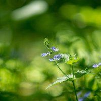 ___ :: Yuriy V ___ :: Yuriy V