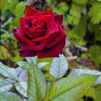 Бархатная  роза :: Валентин Семчишин