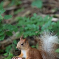 Приветствие :: Александр Кондаков