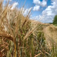 Июнь. Зреют хлеба. :: Валерий Ткаченко Июнь. Зреют хлеба. :: Валерий Ткаченко