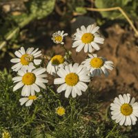Ромашка полевая. :: Петр Беляков Ромашка полевая. :: Петр Беляков