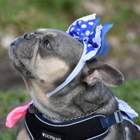 Москва. Парад французских бульдогов в усадьбе «Воронцово». :: Наташа *****