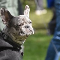 Москва. Парад французских бульдогов в усадьбе «Воронцово». :: Наташа *****