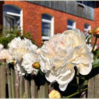 Пионы. :: Валерия Комова