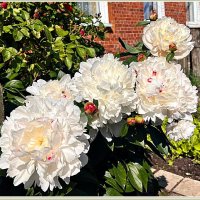 Время пионов. :: Валерия Комова