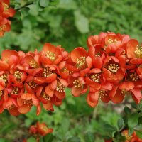 Айва японская :: Рита Симонова