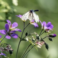 *** :: Владимир Безбородов