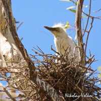 Птенец египетской цапли в гнезде. :: Николай Волков