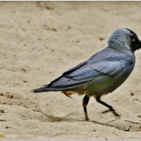 ОЗАБОЧЕННАЯ... :: Elvira E. 