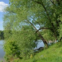 На пруду :: Oleg4618 Шутченко