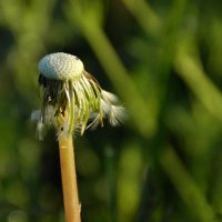 Улетели... :: Елена Пономарева