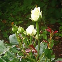 Цветы у дома... :: Ольга Довженко