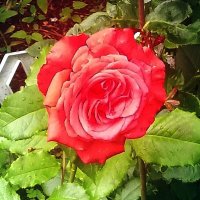 Аромат цветов рождает грезы :: Ольга Довженко Аромат цветов рождает грезы :: Ольга Довженко