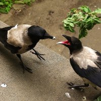 Лентяй :: kolyeretka Лентяй :: kolyeretka