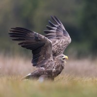 *** :: Евгений Фруман