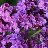 Сиреневый штрих .. :: Татьян@ Ивановна