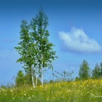 "Березки-сестренки"© :: Владимир Макаров "Березки-сестренки"© :: Владимир Макаров
