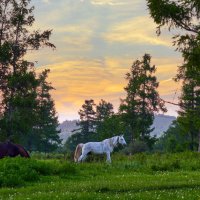 На вечернем пастбище.. :: Алексей Мезенцев