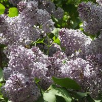 Сирень :: Freddy 97