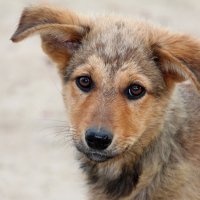 Случайная встреча :: Олегъ Петрович